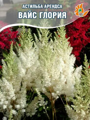 Астильба Вайс Глория