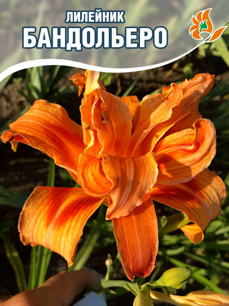 Лилейник Бандольеро