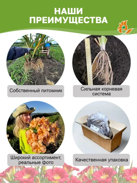 Лилейник Дивас Чойс