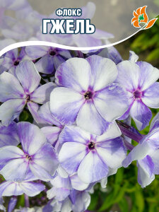 Флокс Гжель Флокс Гжель
