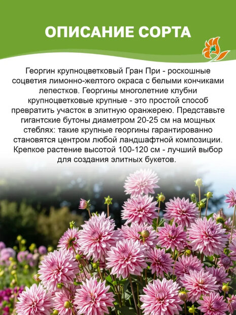 Георгин Гран При (крупноцветковый)