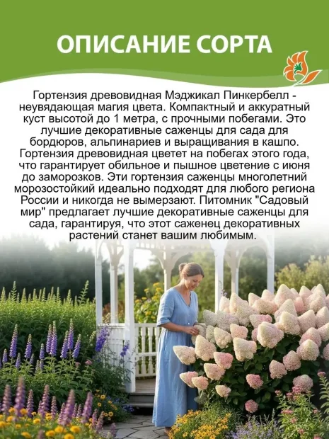 Гортензия Мэджикал Пинкербелл (древовидная)