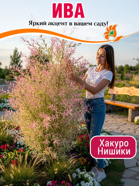 Ива Хакуро-Нишики (цельнолистная) саженцы 