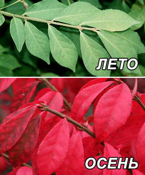 Бересклет Компактус (крылатый) саженцы 