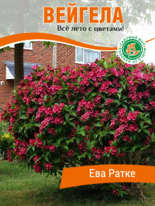 Вейгела Ева Ратки