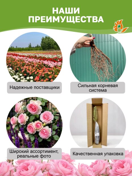 Роза Кордес Джубили