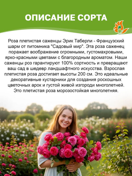 Роза Эрик Таберли