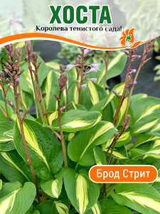 Хоста Брод Стрит