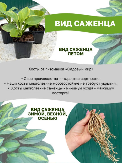 Хоста Колор Фестиваль