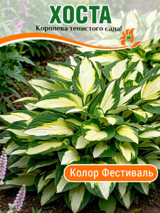 Хоста Колор Фестиваль