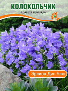 Колокольчик Эрлион Дип Блю, персиколистный Колокольчик Эрлион Дип Блю, персиколистный