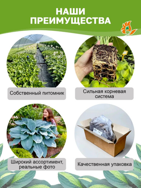 Хоста Лейксайд Пейсли Принт
