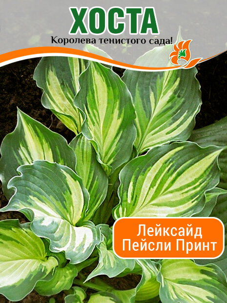 Хоста Лейксайд Пейсли Принт