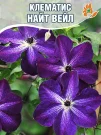 Клематис Найт Вейл (крупноцветковый)