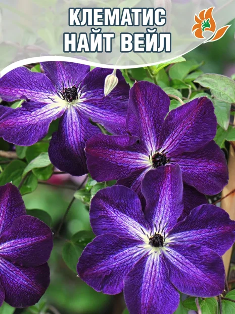 Клематис Найт Вейл (крупноцветковый) саженцы 