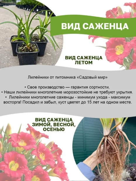 Лилейник Фрути Кисс