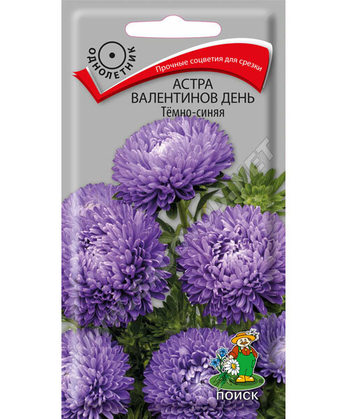 Астра Валентинов день Тёмно-синяя