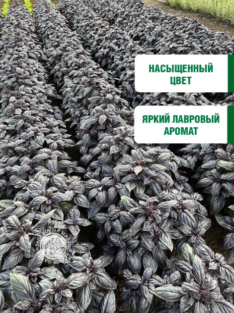 Базилик Пурпурные звезды семена 