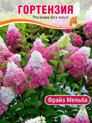 Гортензия Фрайз Мельба