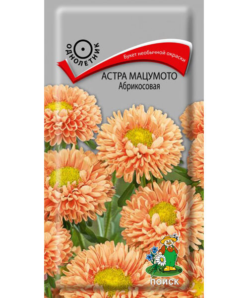 Астра мацумото Абрикосовая