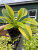 Хоста Вельвет Мун