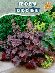 Гейхера Пэлэс Пёпл