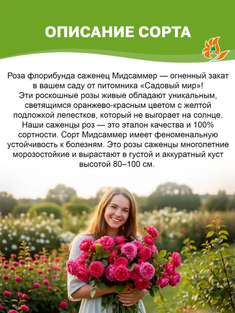 Роза Мидсаммер