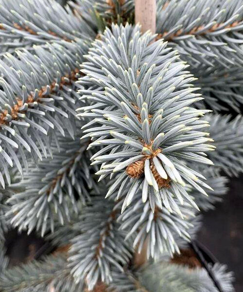 Ель Роял Блю (колючая)