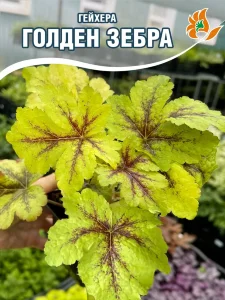 Гейхера Голден Зебра