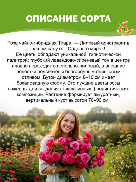 Роза Тиара