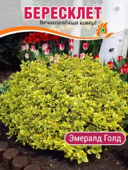 Бересклет Эмералд Голд