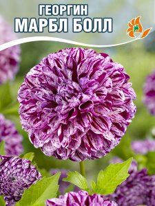 Георгин Марбл Болл (помпонный) Георгин Марбл Болл (помпонный)