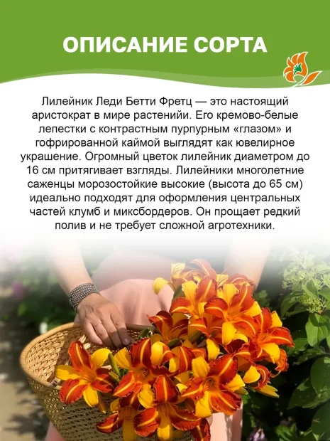 Лилейник Леди Бетти Фретц