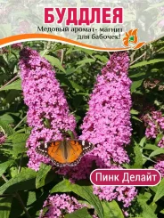 Буддлея Пинк Делайт (Давида) Буддлея Пинк Делайт (Давида)