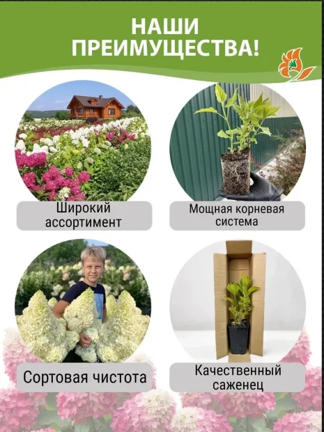 Гортензия Пинк Леди (метельчатая)  саженцы 