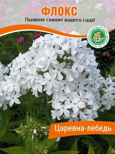 Флокс Царевна-Лебедь