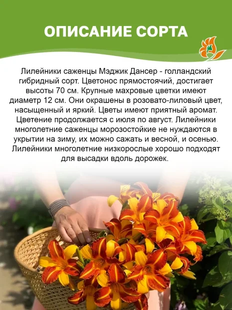 Лилейник Мэджик Дансер
