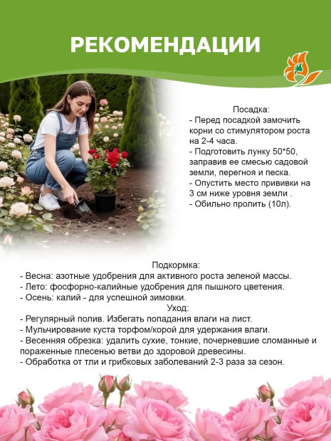 Роза Голден Зест 