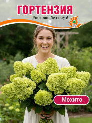Гортензия Мохито