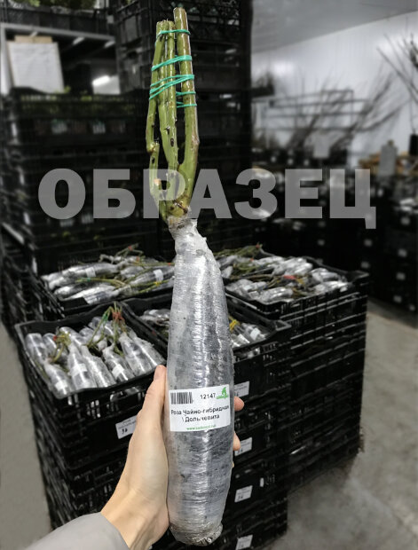 Роза Французское платье (японская, шраб)