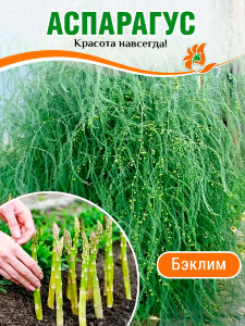 Аспарагус Бэклим (Спаржа)