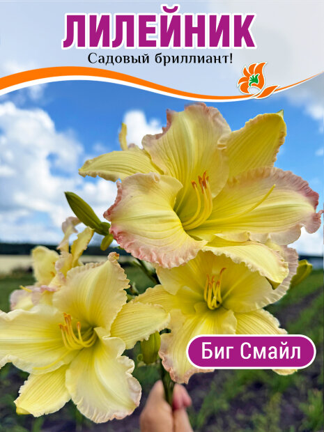 Лилейник Биг Смайл