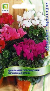 Цикламен персидский Гигантская Смесь