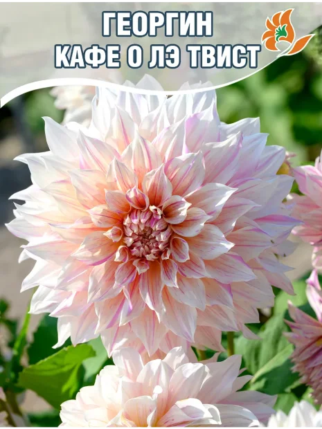 Георгин Кафе о Лэ Твист (крупноцветковый)