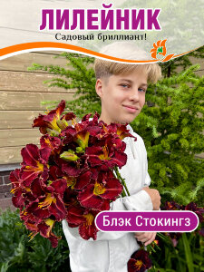 Лилейник Блэк Стокингз Лилейник Блэк Стокингз