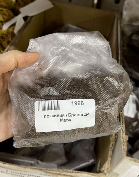 Глоксиния Бланш де Меру