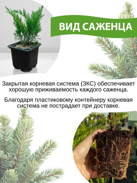 Можжевельник Пфитцериана Глаука