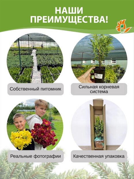 Можжевельник Пфитцериана Глаука