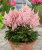 Астильба Юник Руби Салмон (гибридная)