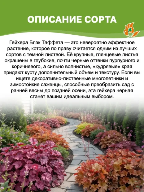 Гейхера Блэк Таффета
